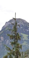 Blick zum Fronalpstock hinüber