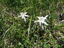 Edelweiss