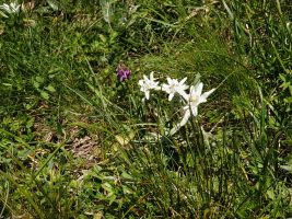 Edelweiss