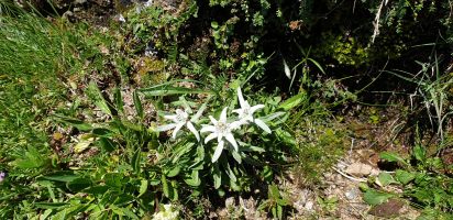 Edelweiss