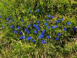 Blau blüht er, wahrhaftig!