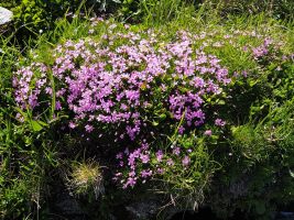 Polsternelke oder Stängelloses Leimkraut