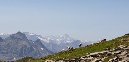 Nicht nur Schafe bestaunen das Finsteraarhorn.