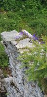 Glockenblümchen auf der Staumauer