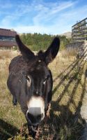 Nach einem langen bewaldeten Stück trifft man beim Hotel de Vergio noch andere Esel. [alt=1410]