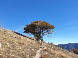 Ein Solitär am Wegesrand [alt=1580 imgDir=NE]