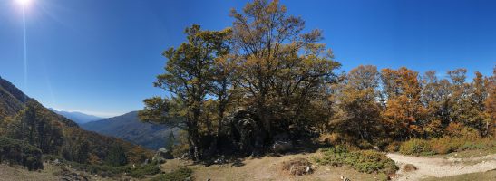 Nach der Senke steigt der Weg steil durch einen Eichenwald und tritt dann nahtlos in die baumlose Zone ein. [alt=1630 imgDir=WNW]