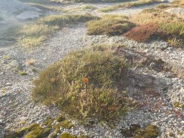 Typischer Polsterwuchs im sandigen Urgestein