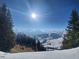 Wirzweli in der Sonne