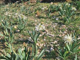 Welche ein Gegensatz zur kargen Vegetation, die man hier im Herbst antrifft!