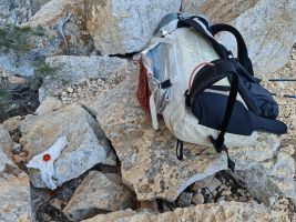 Frische Tomaten in der Wildnis