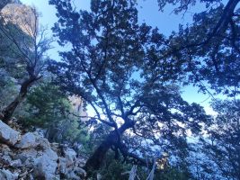 Some big holm oaks, indeed!