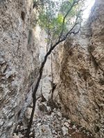 Dünne Bäumchen strecken sich in der Klamm nach der Sonne.