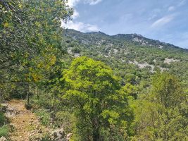 Der Weg steigt wieder auf über 600 müM an.