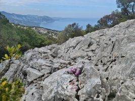 Zartes Violett dazwischen