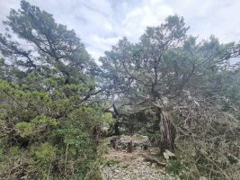 Picknickanlage unter Bäumen