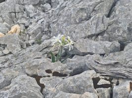 Narzissen im Fels