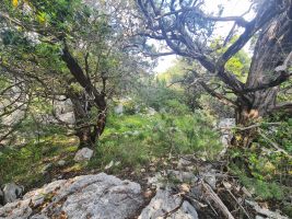 Ein grünes Wieslein mitten im Karstgelände erfreut das Herz immens.