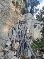 Bäume halten immer, und manchmal braucht es noch ein wenig Stahldraht dazu.