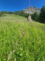Tristenboden voller Türkenbund