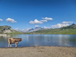 Was guckst du?! (Melchsee)