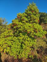 Erdbeerbaum, köstlich!