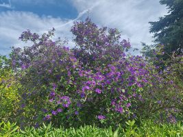 Blumiger Empfang am Ziel