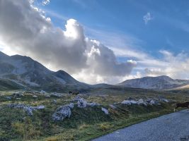 Freilebende Mustangs gibt es nicht nur im Wilden Westen