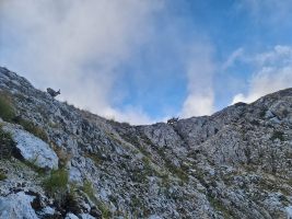 Der Grund, dass ich ab sofort wieder Wildgerichte verspeisen werde.