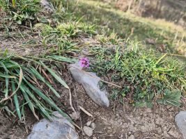 Letzter sommerlicher Farbtupfer