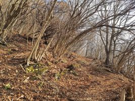 Steiler Tessiner Urwald