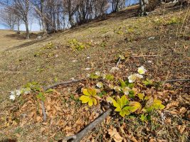 Die gestrandeten Seeanemonen