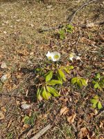 Alpen-Berghähnlein, ein Hahnenfussgewächs