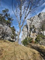 Harmonisches Wachstum