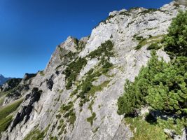 Blick zur absteigenden Traverse hoch -- immer dem obersten Rand der Föhren entlang.