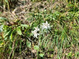 Edel-, Edel-, Edelweiss, du bisst so wunderschön! Doch im Tal die Edeltrrraut ist dausendmal so schön.