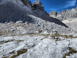 Steingeiss mit Jungem, das nicht folgt