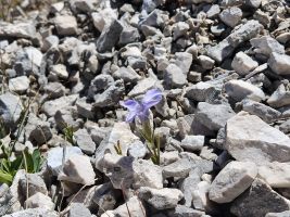 Oder Julischer Enzian!