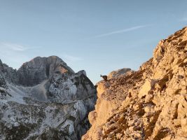 Ja, wenn das Kitz noch säugen kommt!