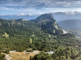 Lärchen im Föhrenwald