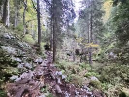 Urwaldpfad