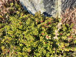 Letzte Sommergrüsse am Caschlé