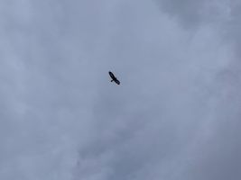 Adler im Flug
