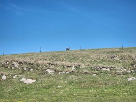 Französisches Chamois