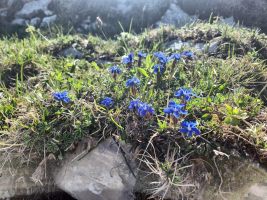 Auch im Jura blüht er so blau