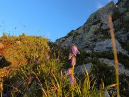 Bärtige Glockenblume
