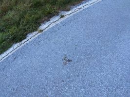 Minus eine Schlage im Wallis